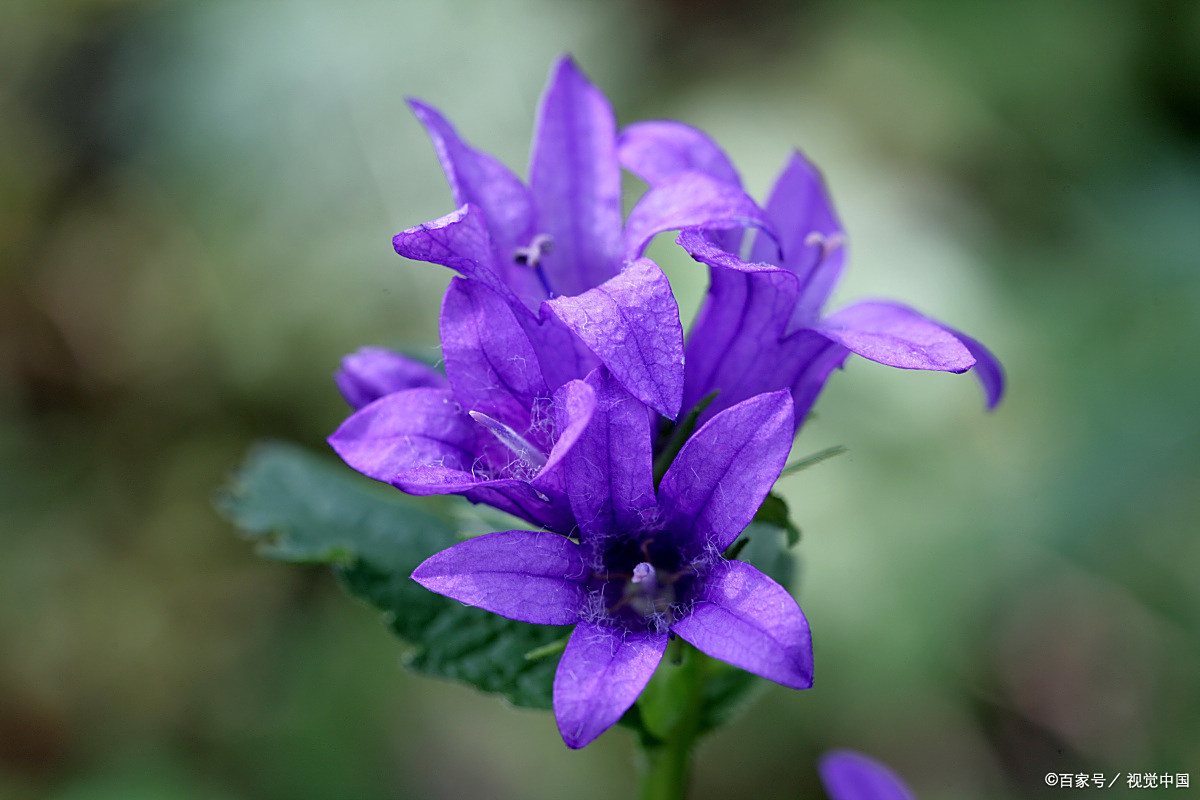 生活短诗:再见蓝风铃草