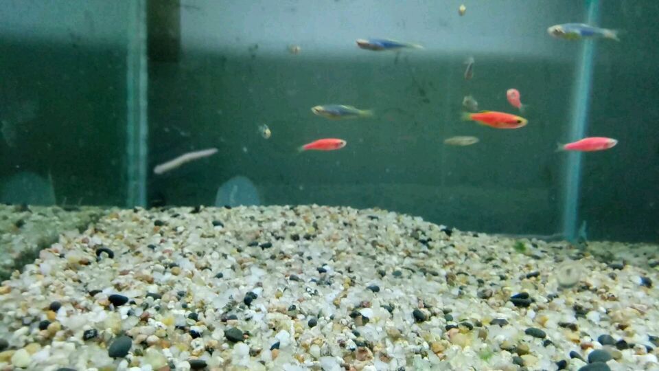 涡虫太可恶,吃了我的虾,长得比鱼还大