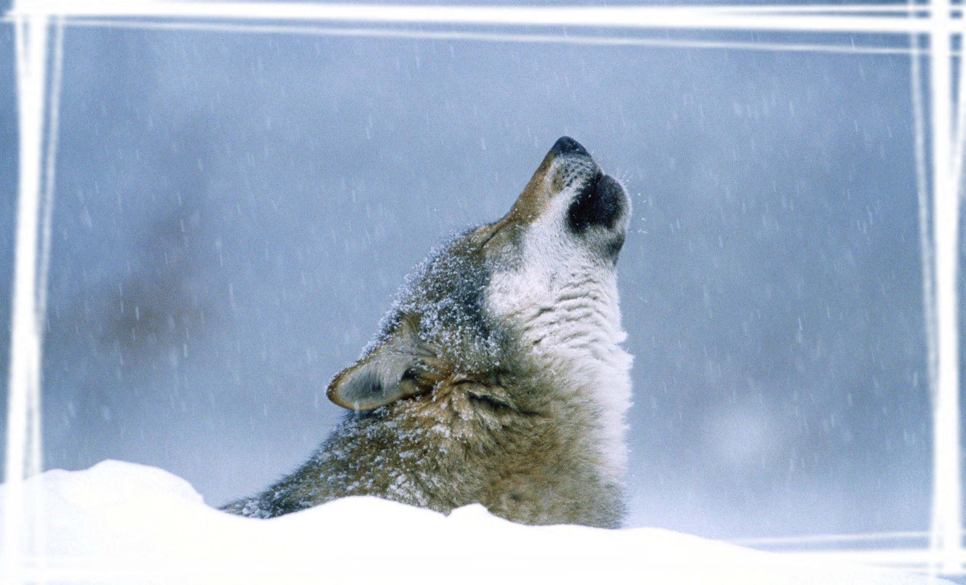 野狼真实写真摄影桌面壁纸
