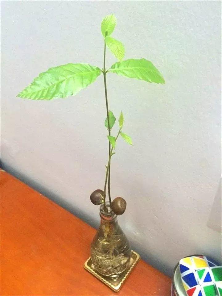 大妈路边捡种子,埋土里长成摇钱树,能卖不少钱!