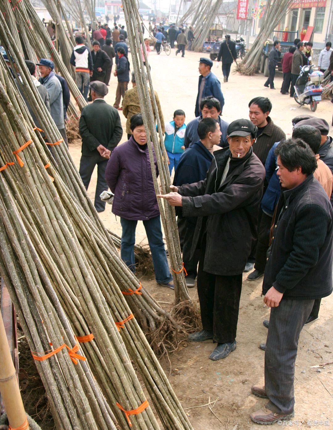 买杨树苗子6无一棵