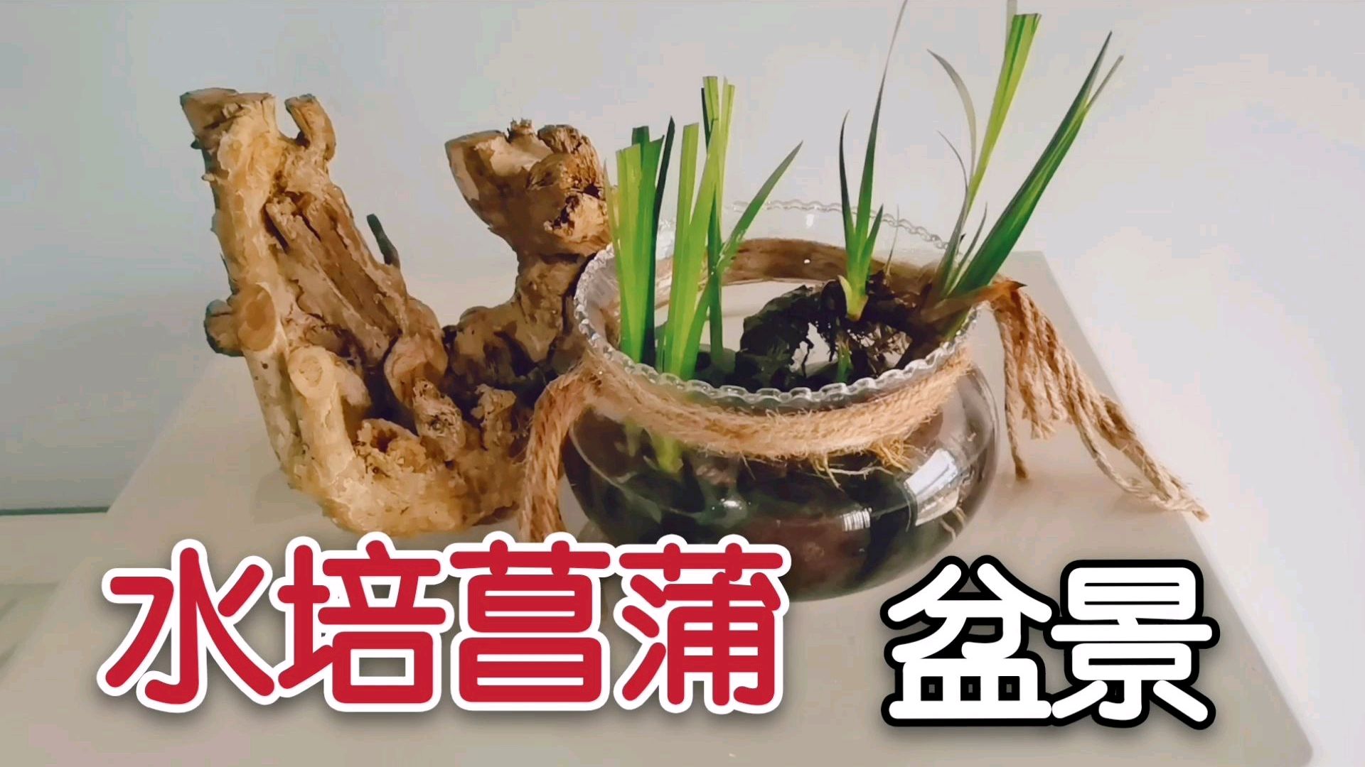 年轻人都爱这样的盆景,水培菖蒲!网友看后直呼“内行”