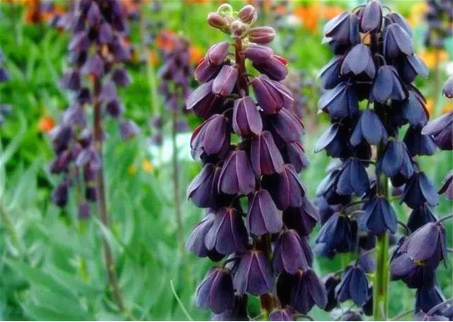 波斯贝母在欧洲园艺种植里比较常见,波斯贝母中有一个品种叫"阿德曼"