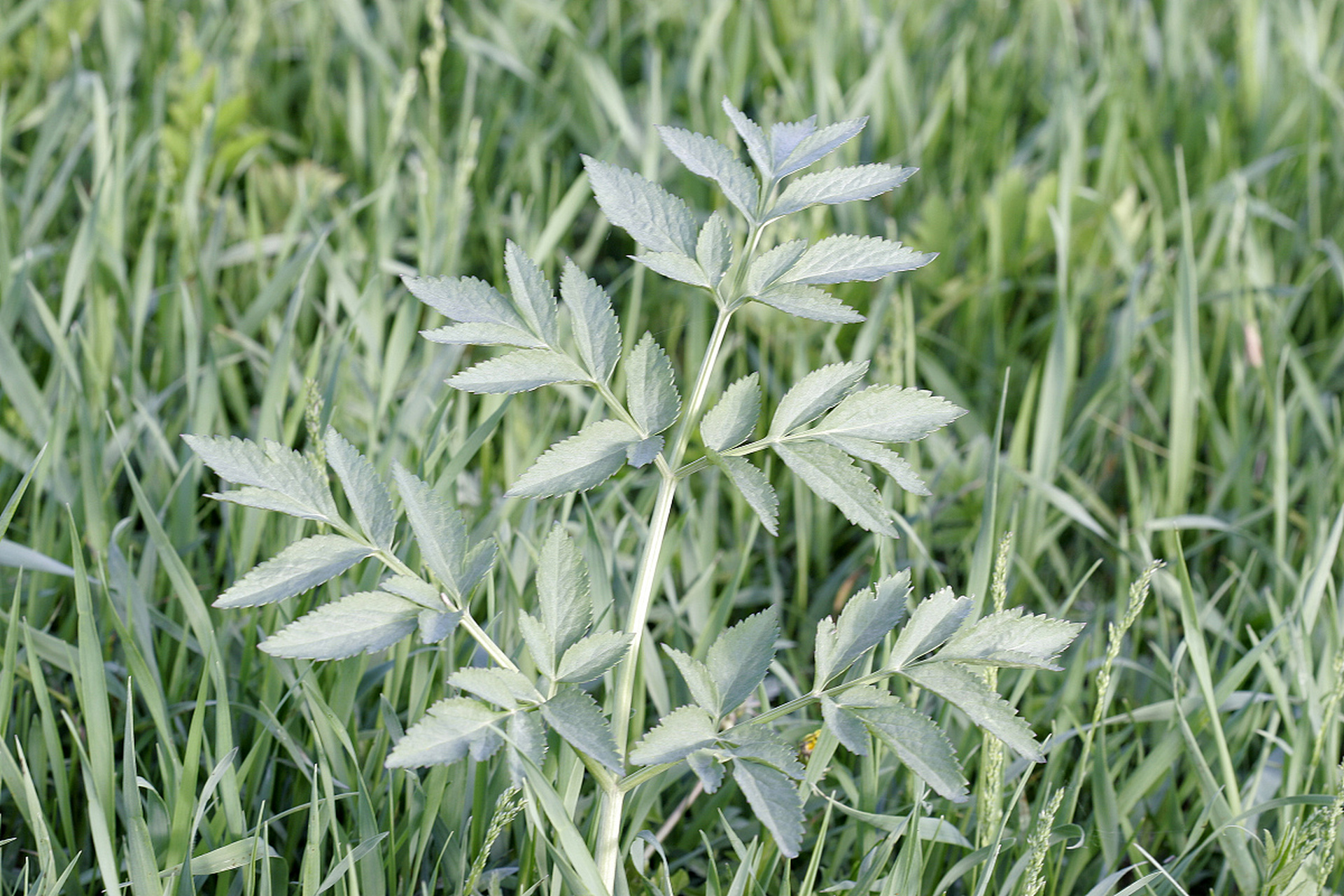 又名:禹白芷(产于河南长葛,禹县的白芷),祁白芷(产于河北安国的白芷