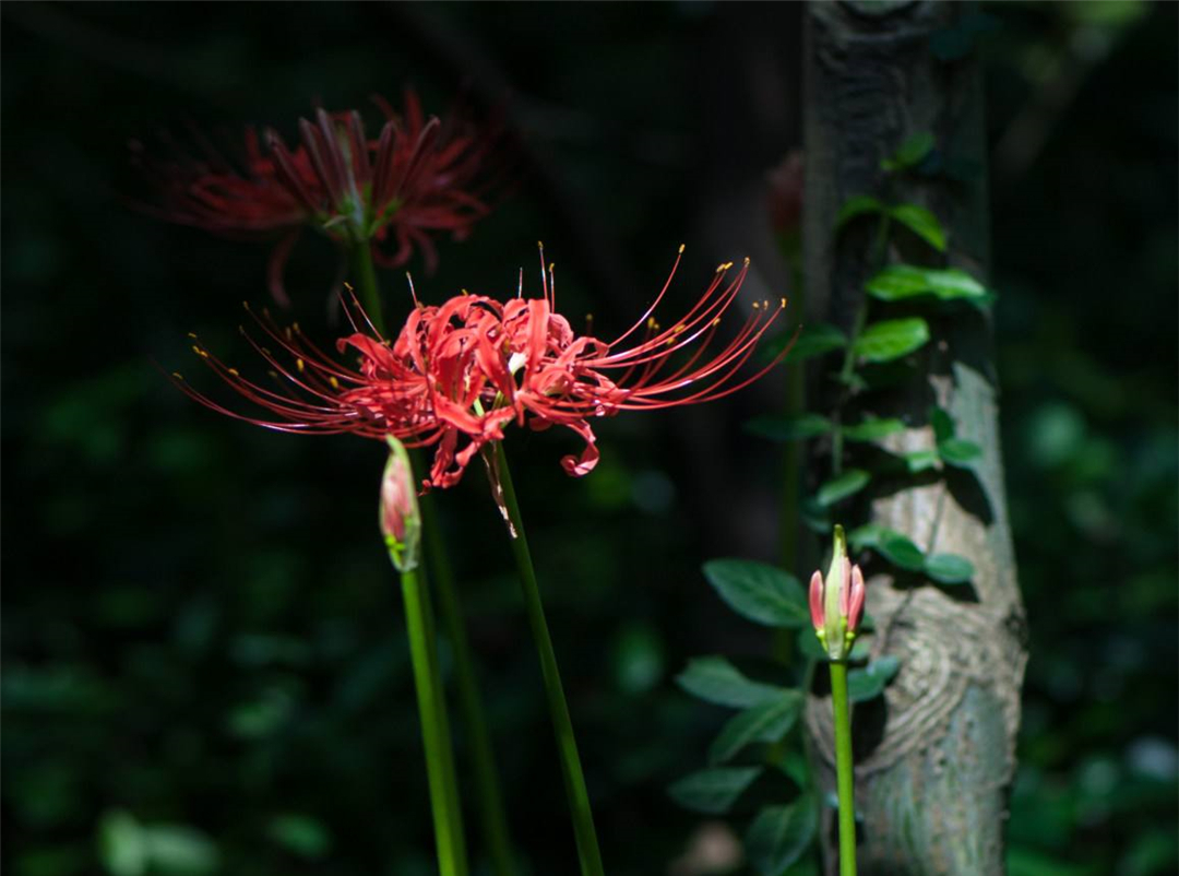 彼岸花的种植(彼岸花是什么样子的)