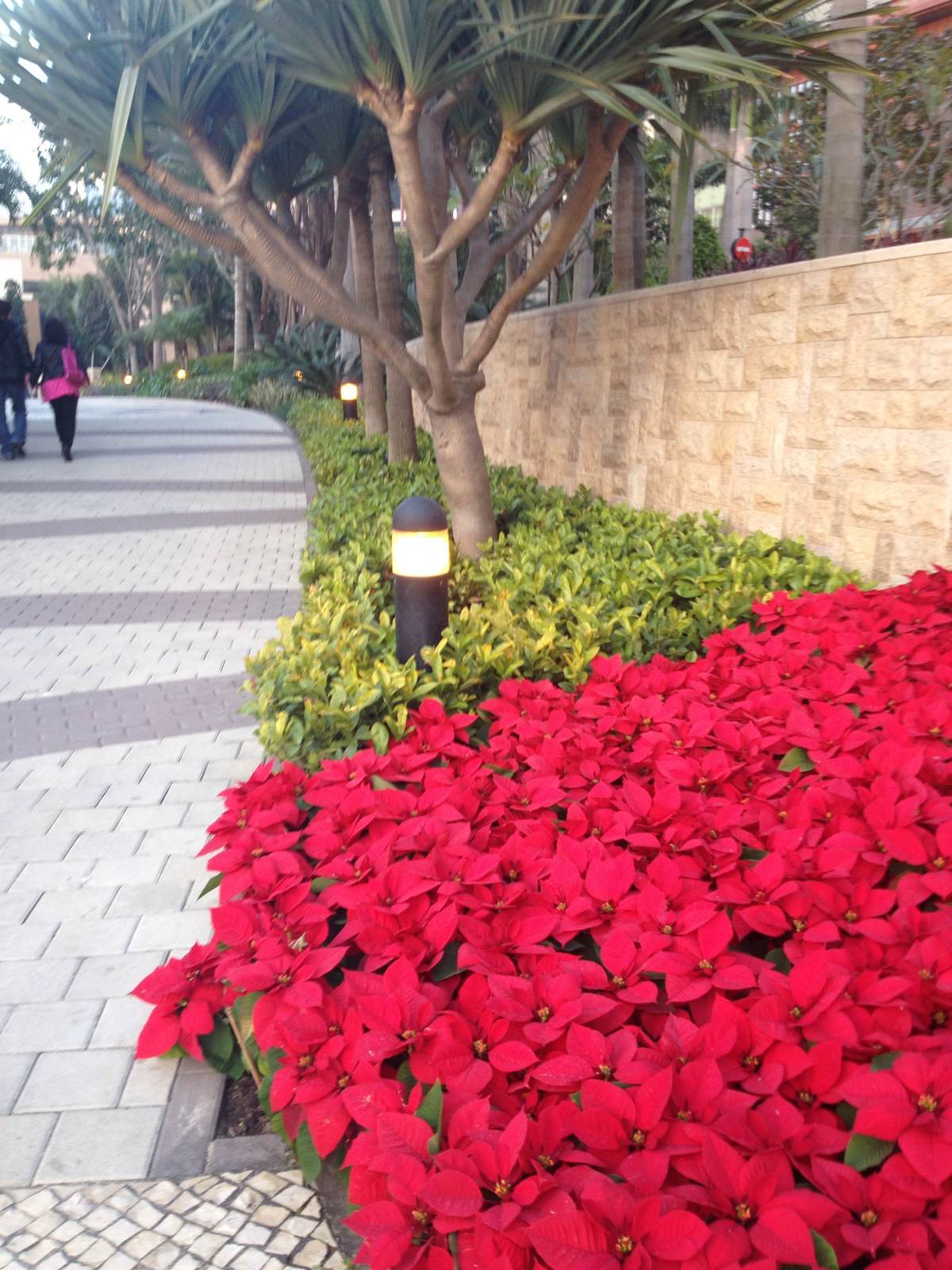 一品红可以让家中增添色彩,它是短日照植物,喜欢温暖湿润的环境