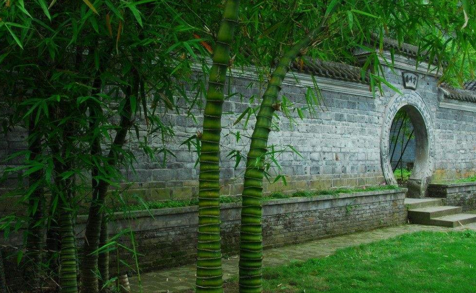 俗语:门前种竹,子孙享福,道出了长辈们的一片苦心