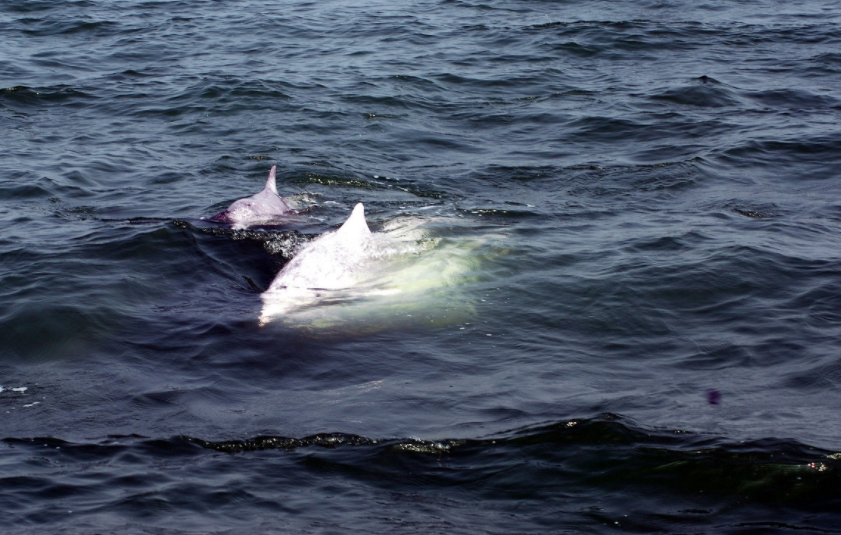 东海岛,中国第一长滩,海景也不错哦