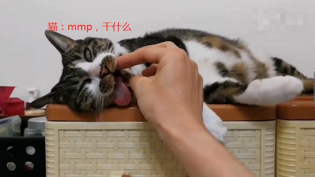 每次看到猫这样的睡相,主人都很担心,猫:你以为我死了?