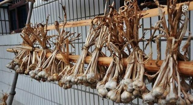 种植大蒜的时候,对大蒜的储藏一般都是把大蒜挂起来,大蒜杆不用减掉