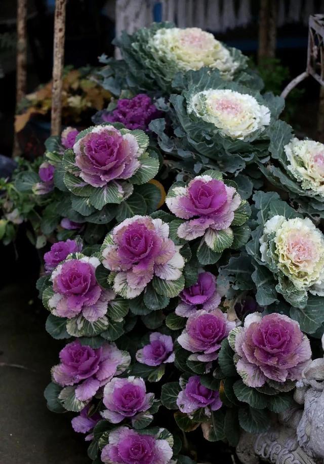 朋友圈非常火的羽衣甘蓝,如何养成老桩?