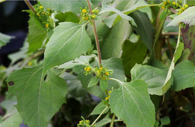 家乡这种野草,都叫它"野向日葵",原来可以祛风湿通经络