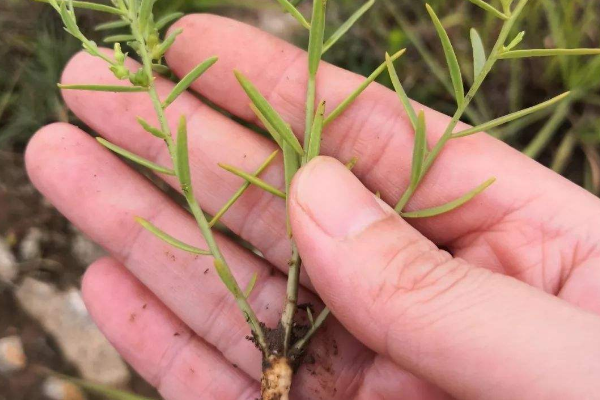 百蕊草图片 人工种植图片