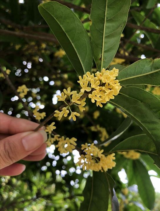 湖口一场秋雨过后,全城都飘着这种香味!你闻到了吗?