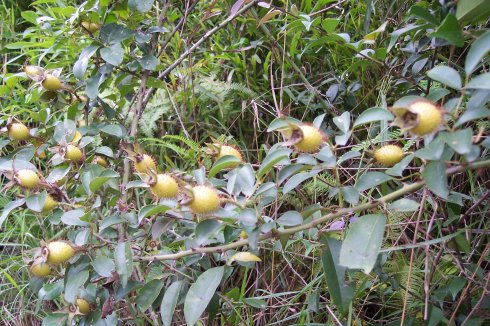 这果子入口香甜,曾让农民十分痛恨,如今一斤20元受热捧