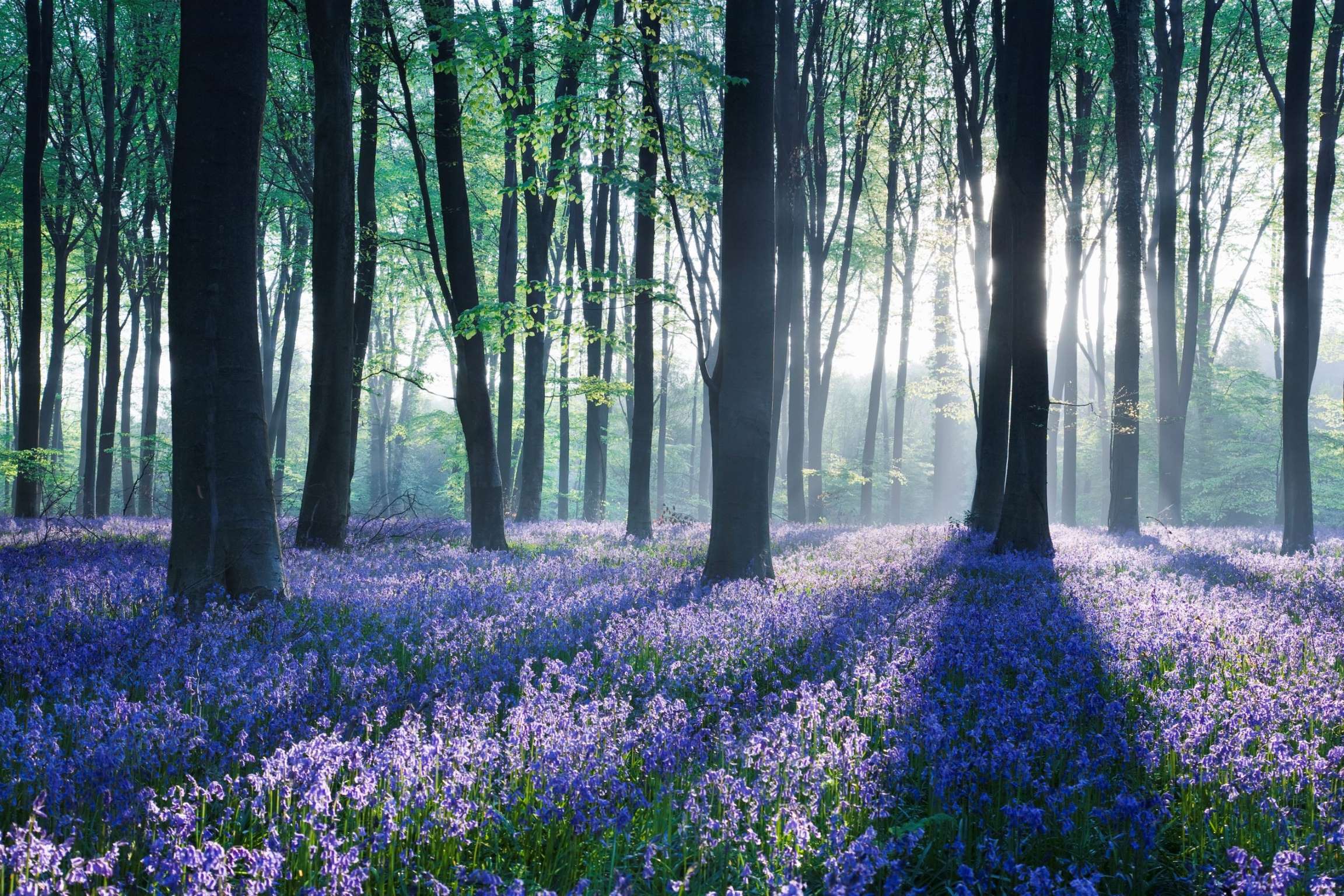 惊人的花海,看到这里都觉得别人的春天都比自己的好,太美了!