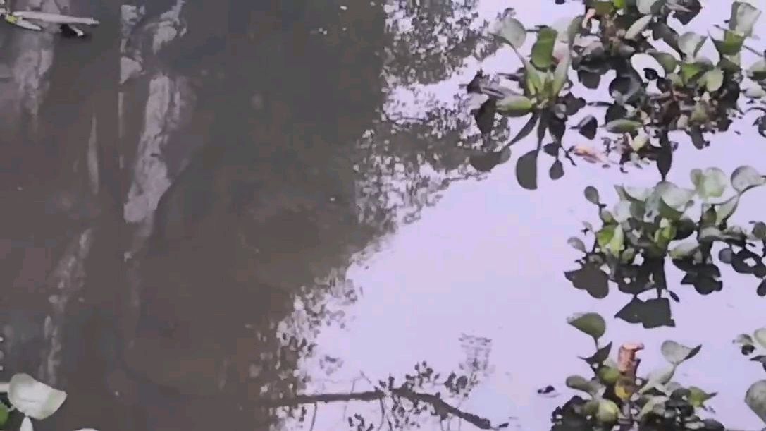 网红小龙虾养殖基地的是怎么样的?可能是你没见过的?