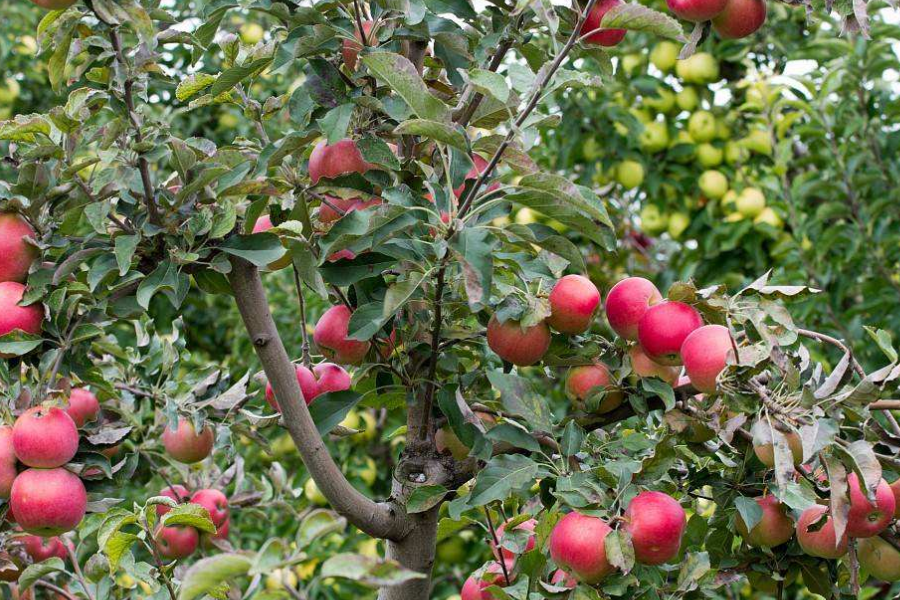 三,苹果树灌溉的注意事项