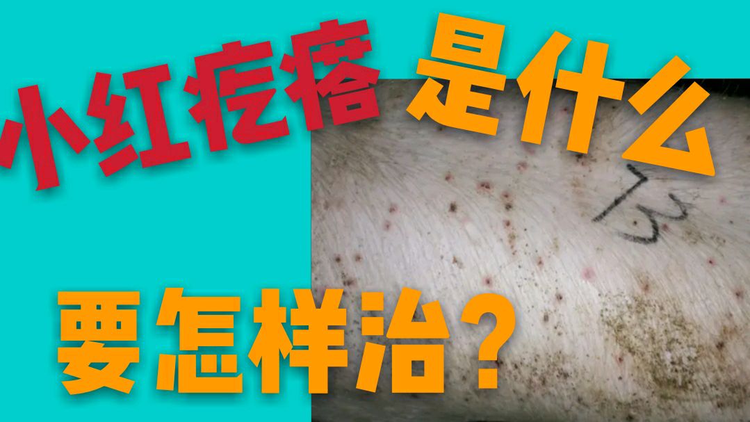 猪身上的小红疙瘩是什么?如何治疗?阿豪给你不一样的建议