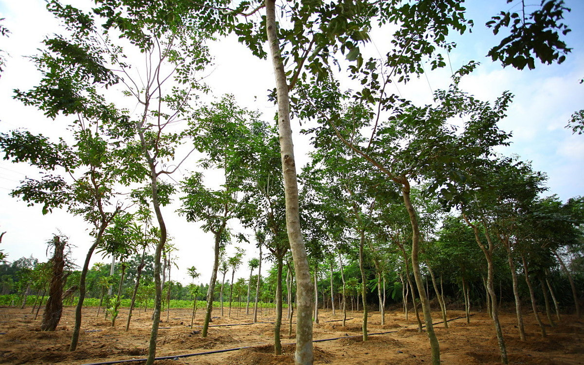 黄花梨 - 热门商品专区