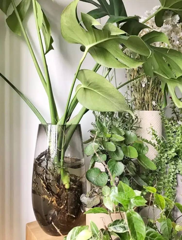 晚上失眠睡不好,家中只要养上这3种花,心情舒畅睡得香