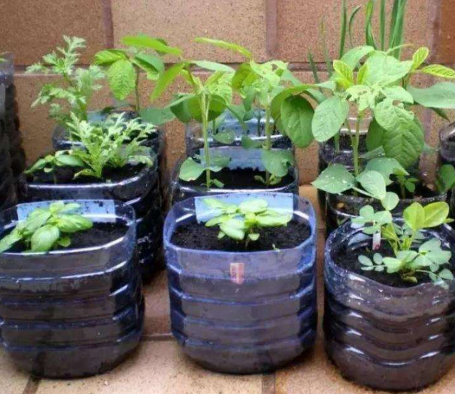 很多人不要的油桶,矿泉水瓶,其实都是养花"法宝",养啥旺啥!