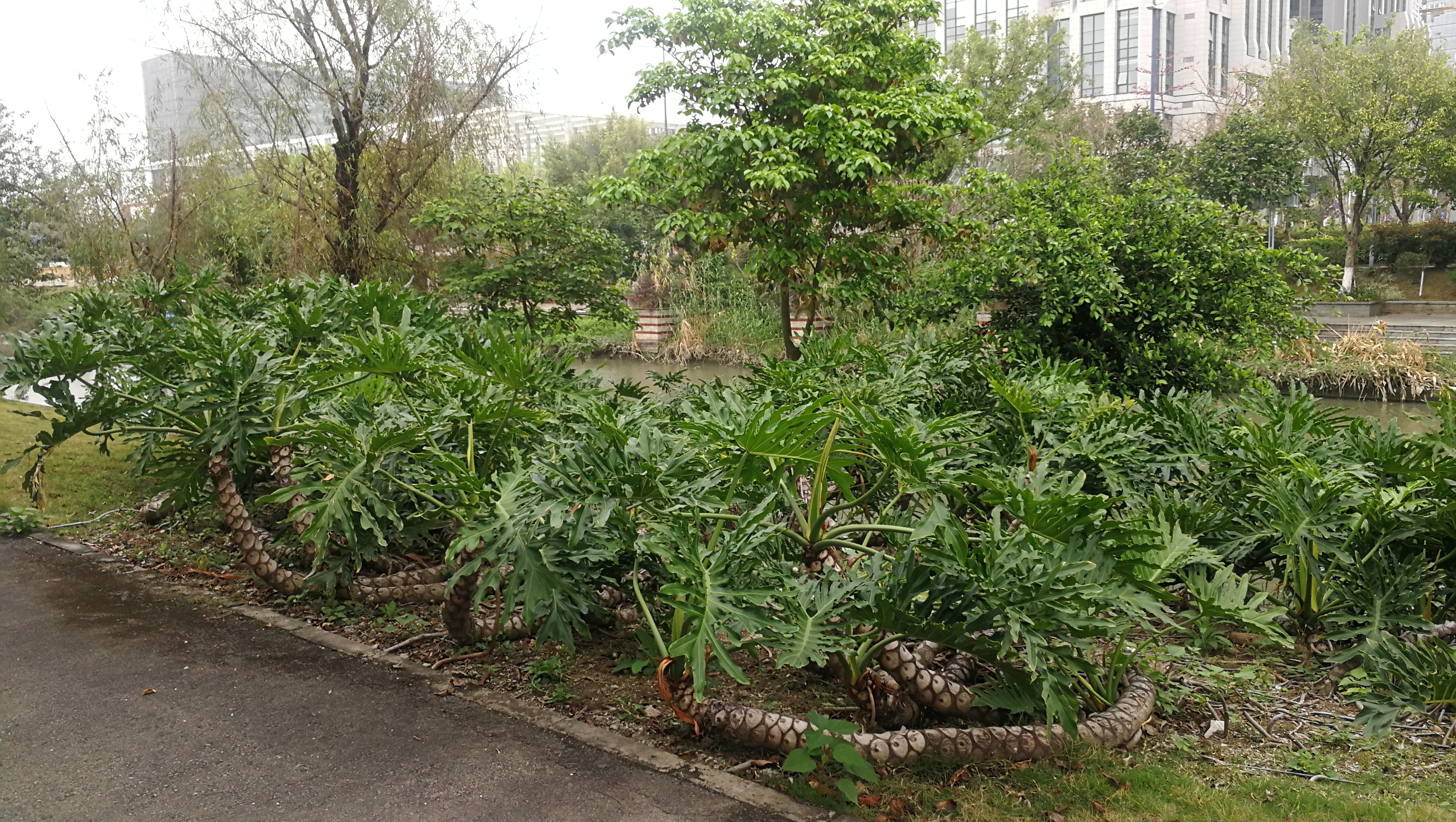 春羽.做绿化很好的植物.