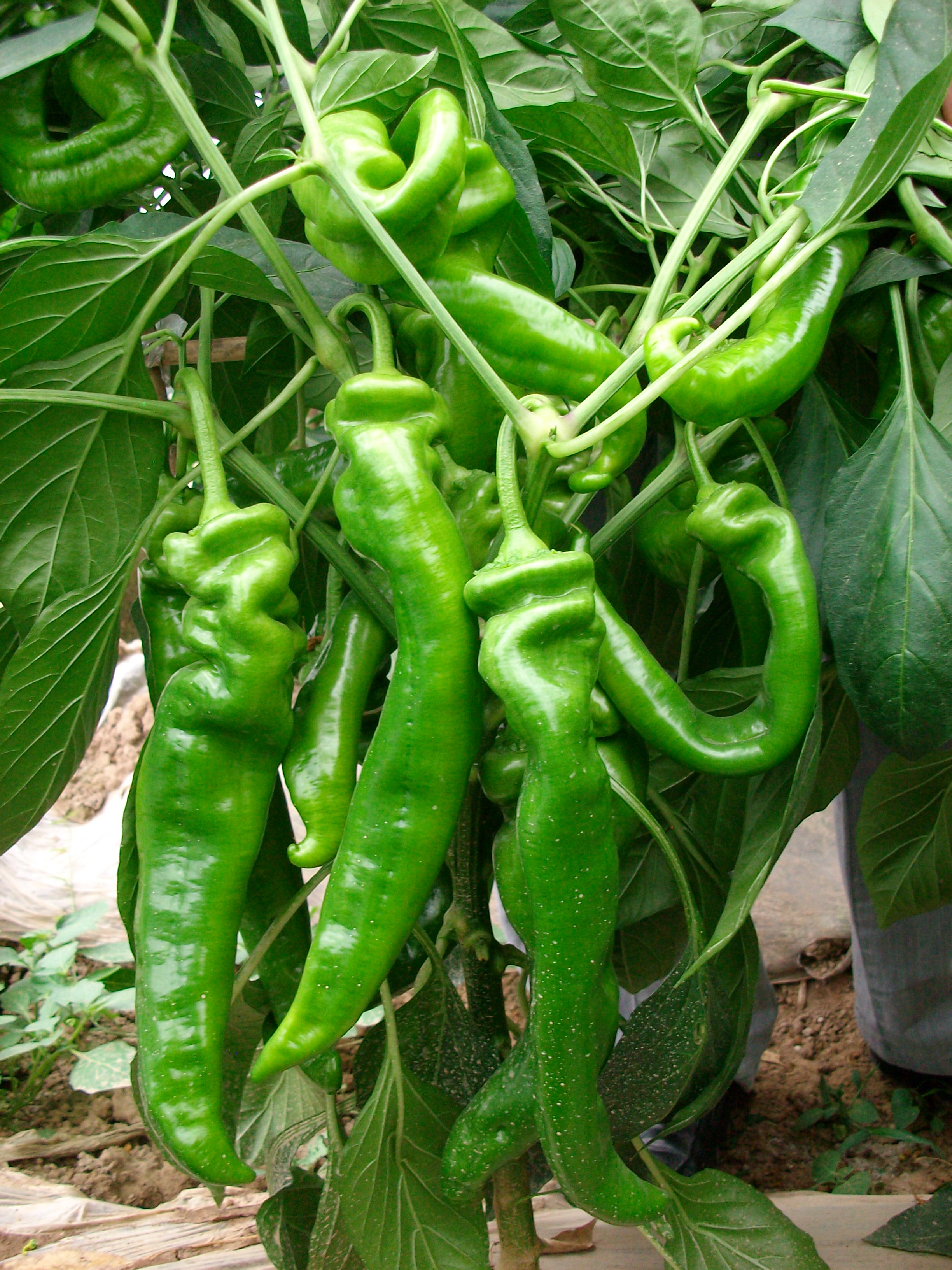 弯果- 优质问答专区