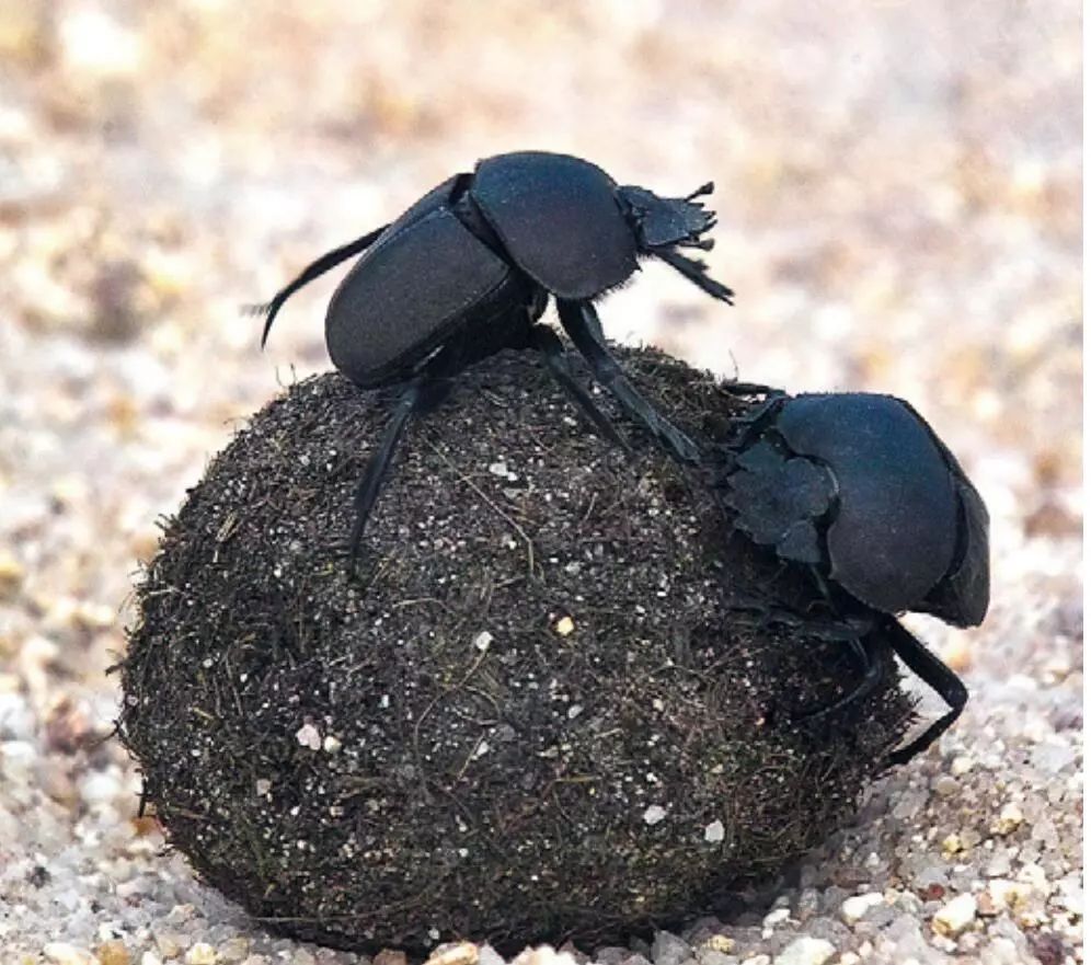 蜣螂的粪球是"空调"