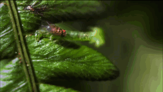 还有那只不走寻常路 只吃叶片中间部分 然后嵌在这道缝隙里的毛毛虫