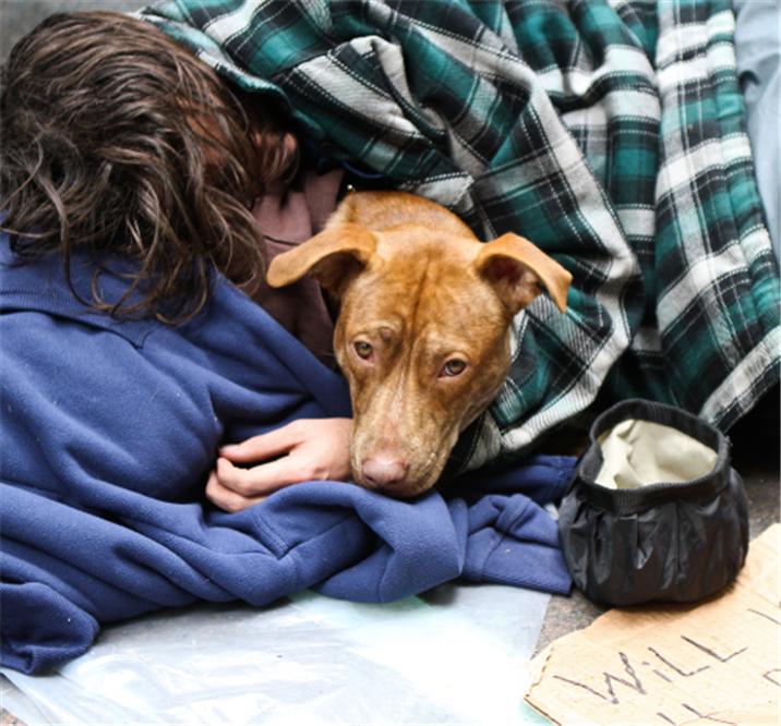 两只拉布卡多舒心的躺在主人怀里睡觉.