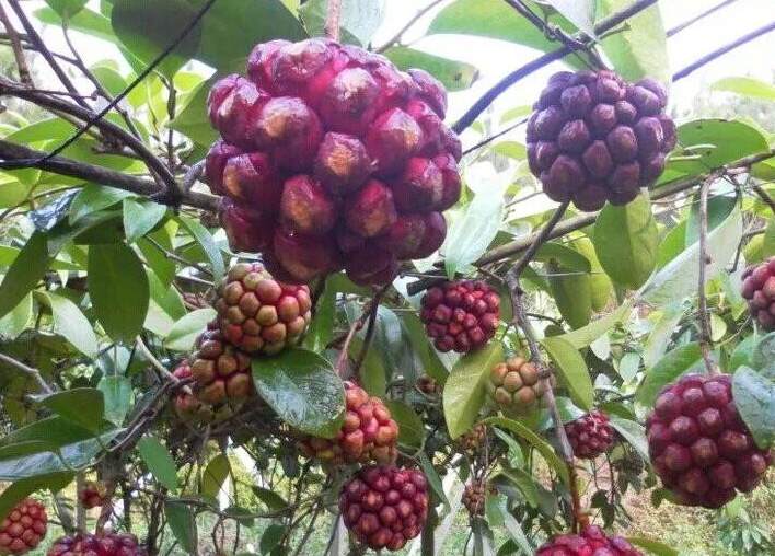 百度爱采购首页 商品专题_地老虎黑老虎是一种比较小众的水果,但是