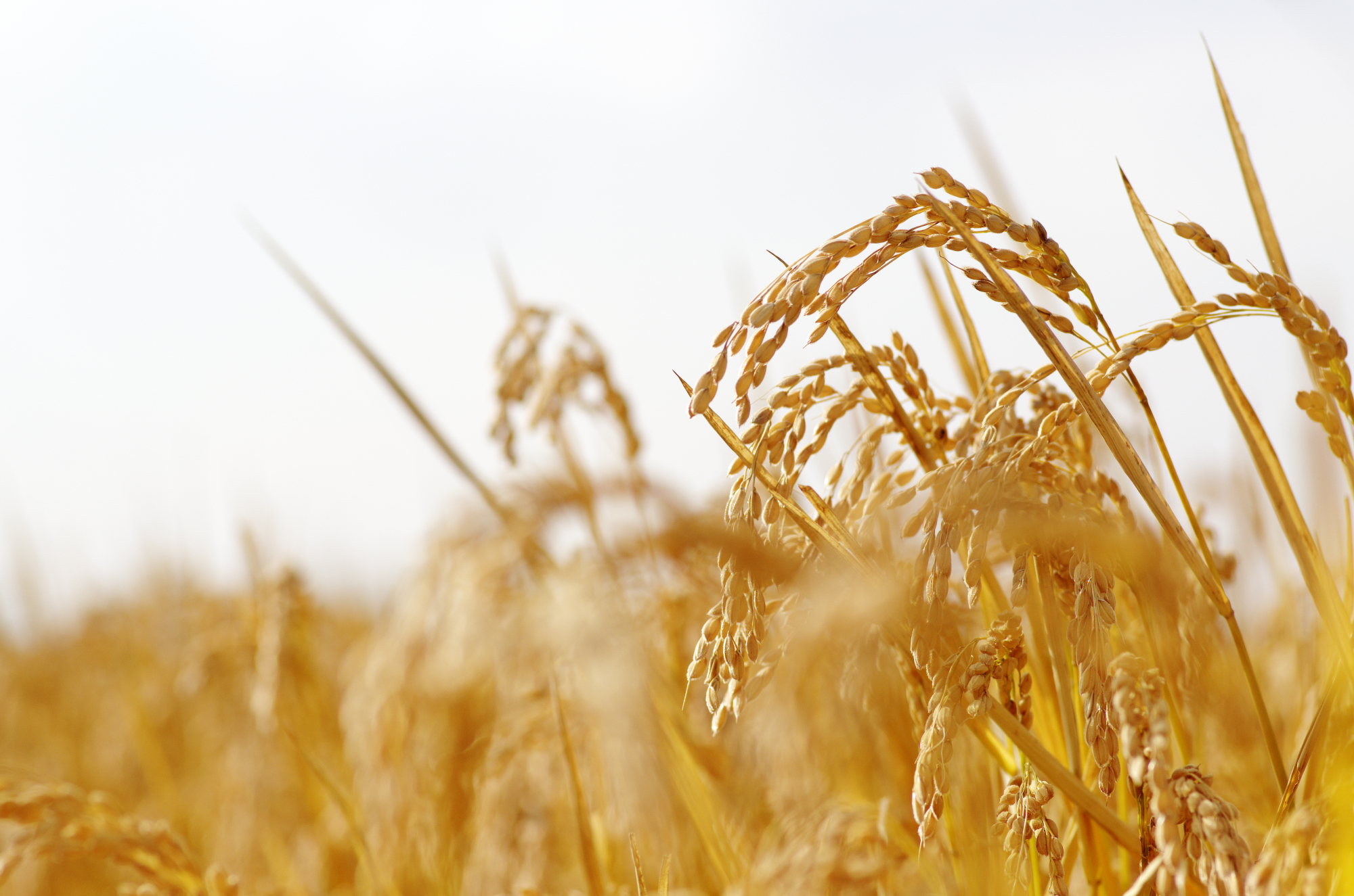 丰收年里收割忙,黑土地上稻麦香