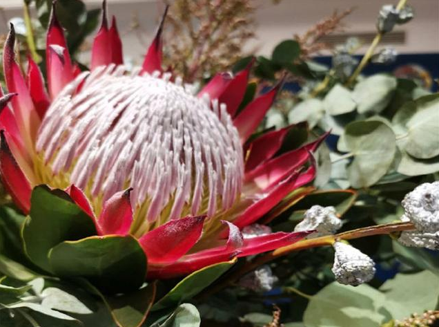 世界上花期最长的花!花期寿命可达100年以上,象征富贵吉祥