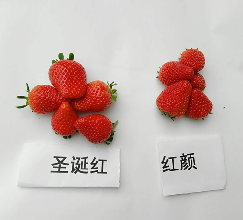 生活小知识:帮你找到更好的草莓