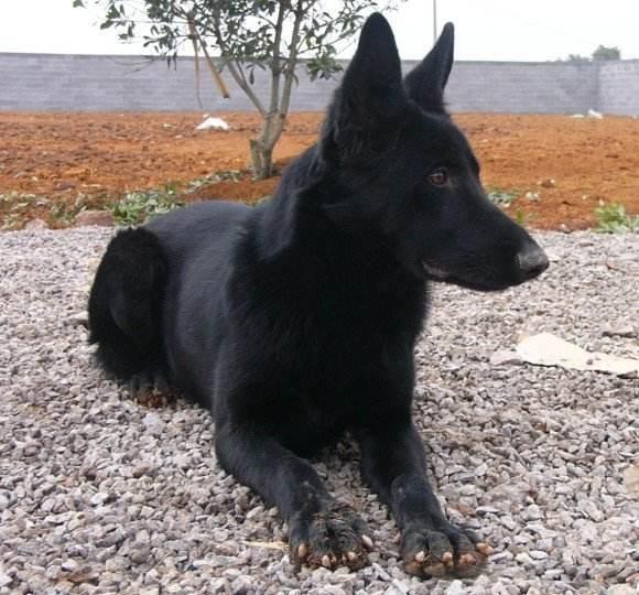 小女孩失踪,奶奶苦苦寻找未果,忽闻黑犬狂叫,才发现另有隐情