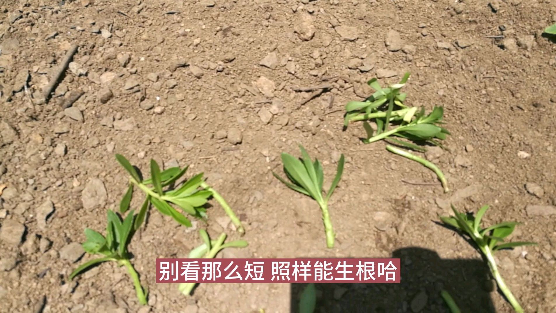 有一种蔬菜可以循环往复扦插繁殖20年 你知道是谁吗