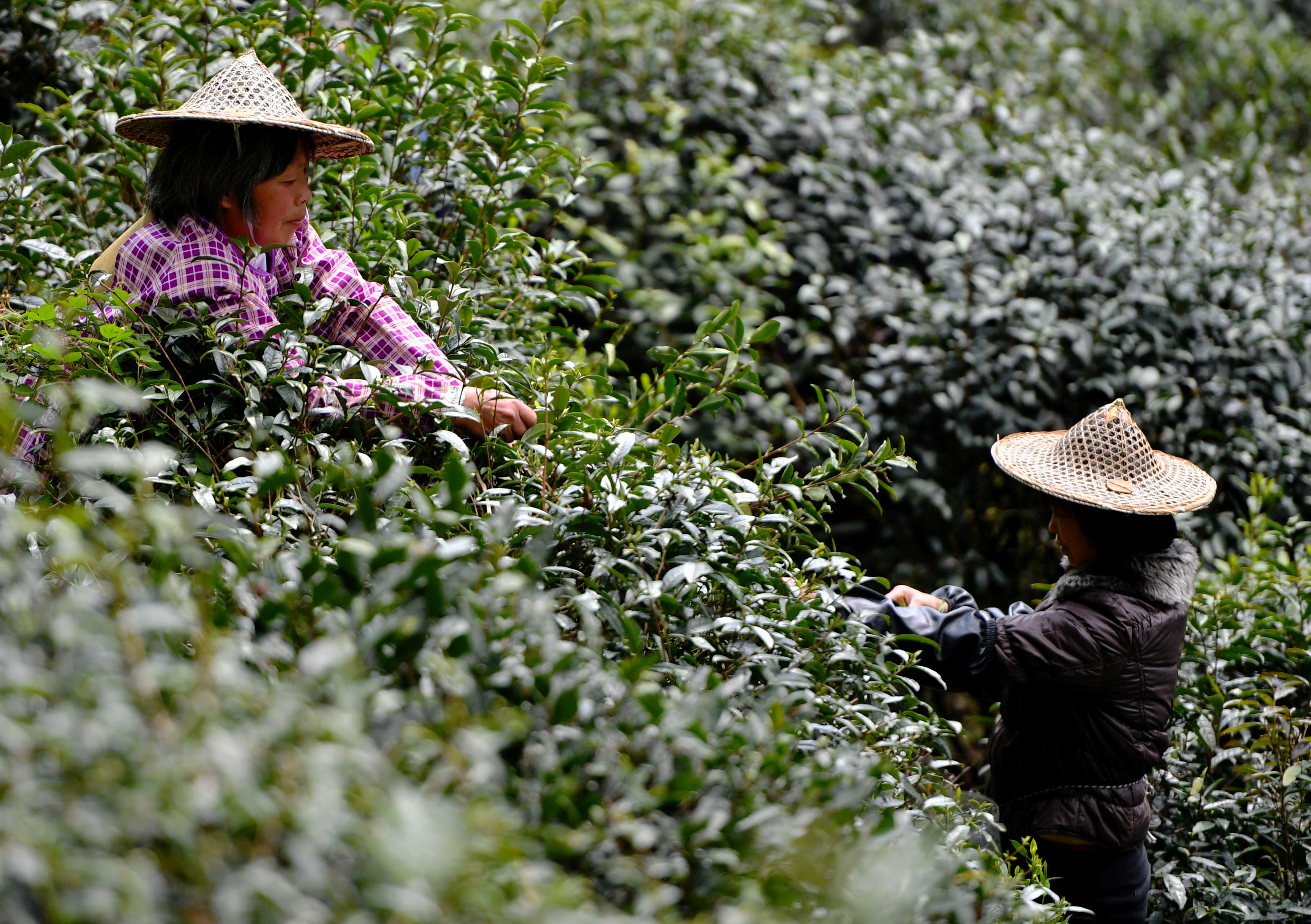 福建武夷山:金骏眉进入采摘制茶季