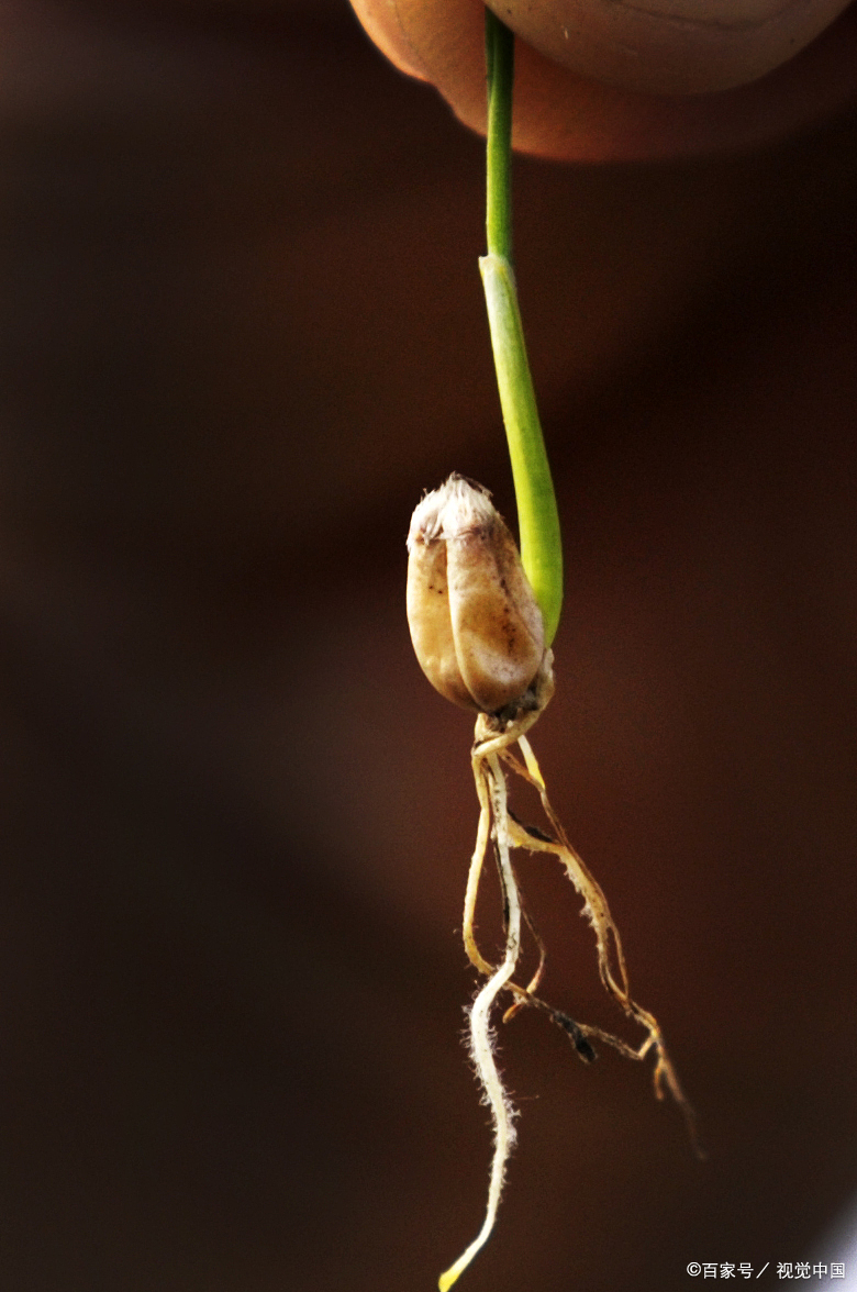 小麦种子 - 热门商品专区