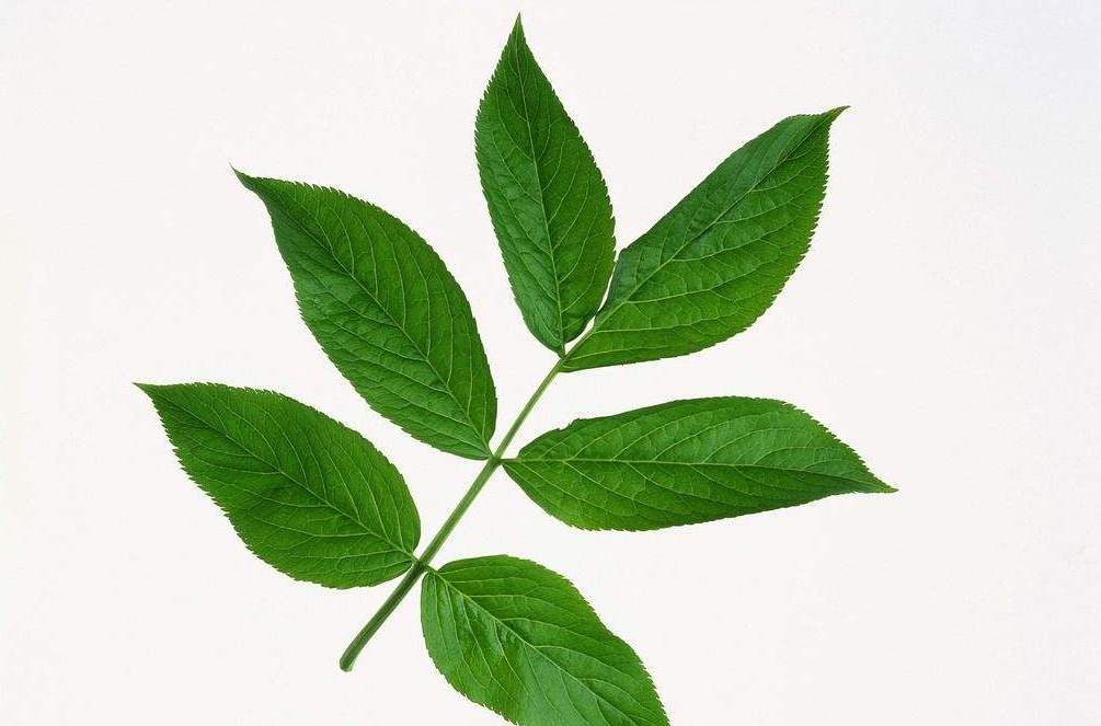 心理测试:你觉得哪片叶子最好看?测你身边什么类型的人比较多!