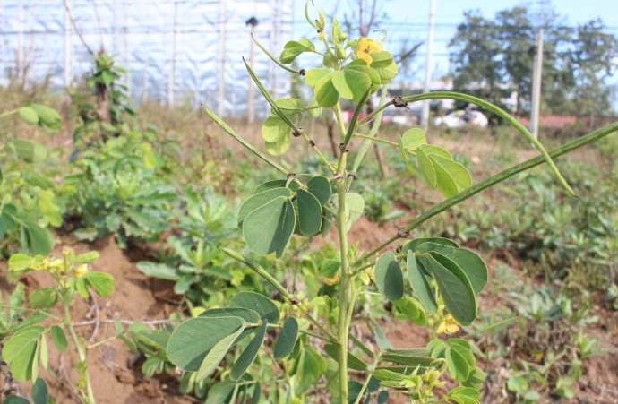 此草賊像