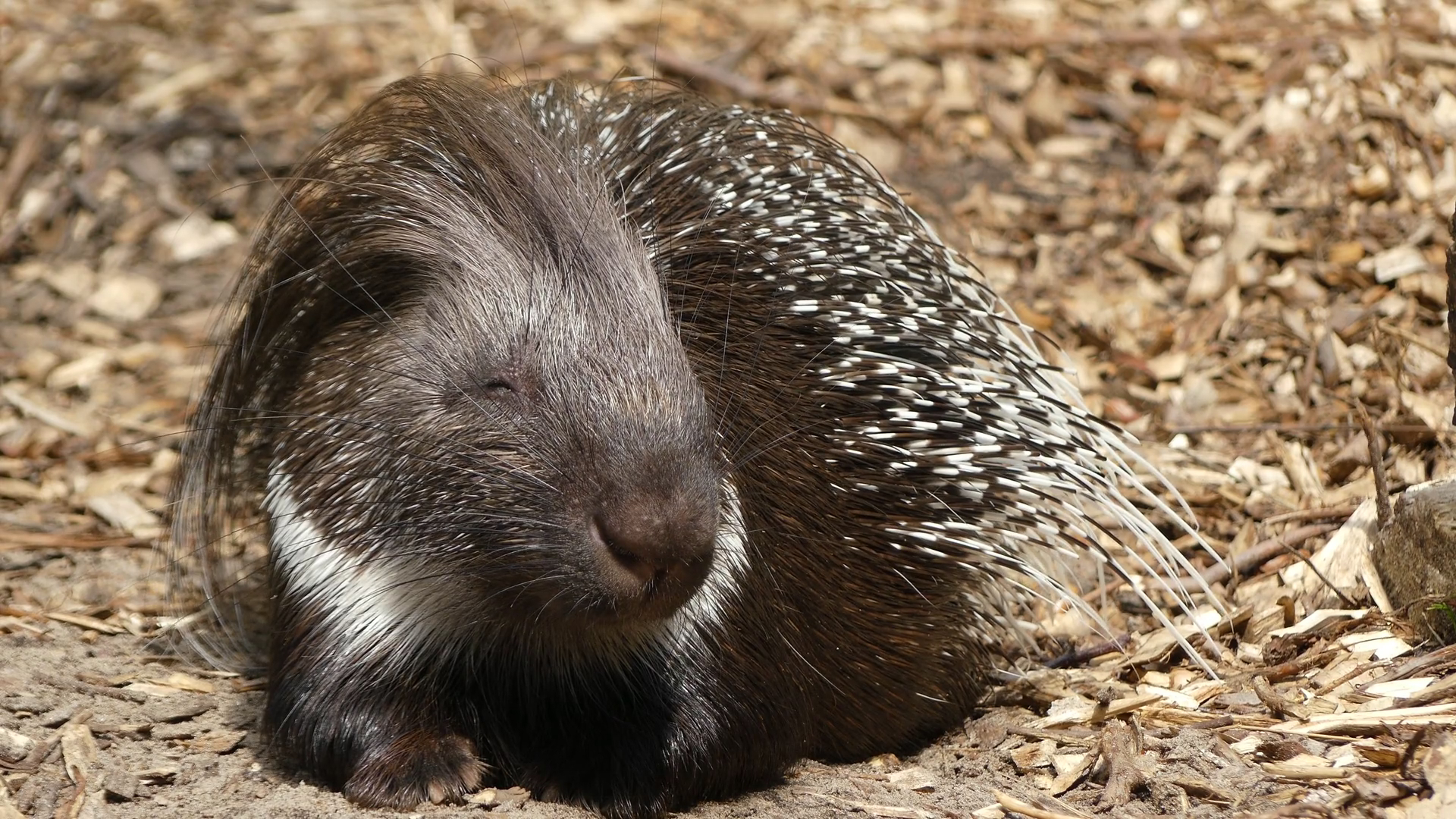 警犬追捕犯人却惨遭豪猪袭击,数百根刺插一脸,这猪队友有点厉害