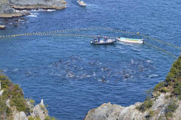海豚已经不惧怕人类活动,人们甚至可以从快艇上跳入海豚群