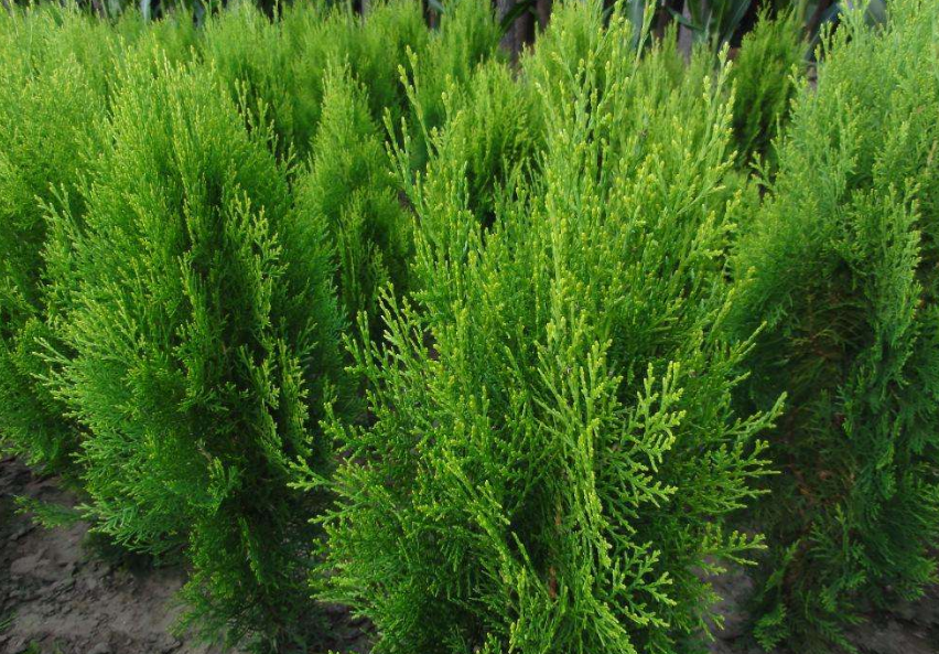 怎么给香柯树进行播种育苗,其中需要掌握好播种时间和育苗技术