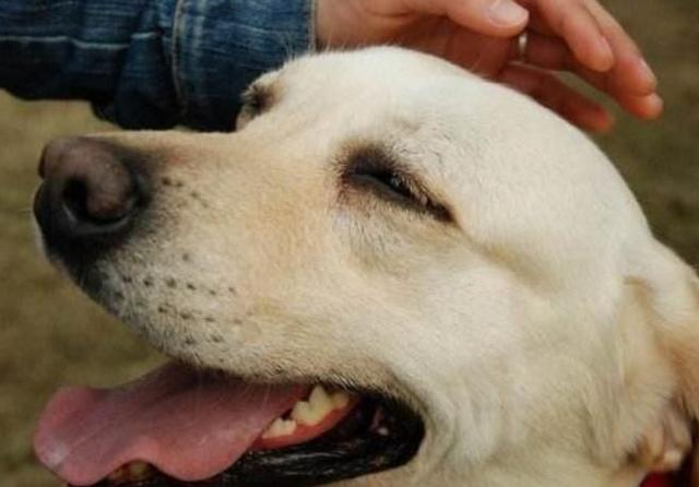 如果狗狗有"这7种表现",证明它把你当"父母"了!