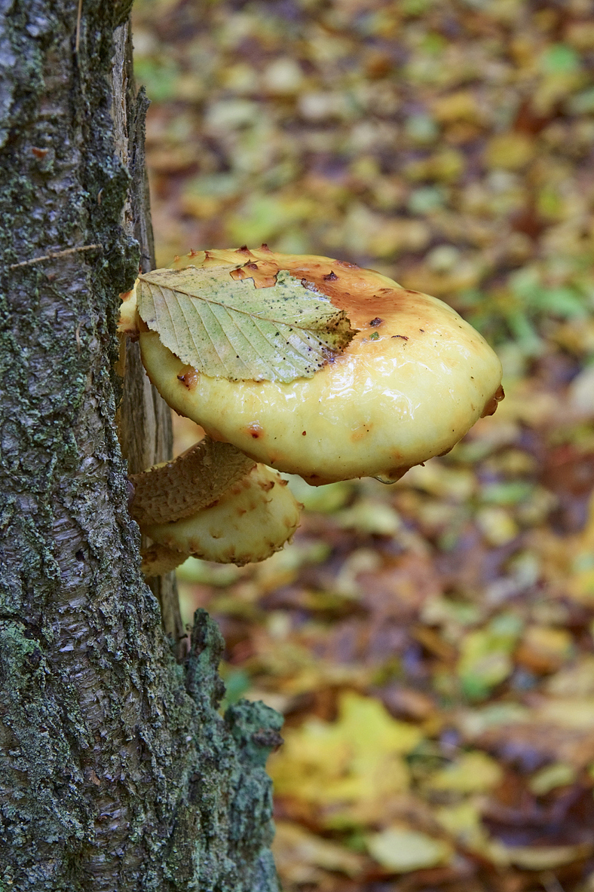 珍稀黑柄炭角菌,营养丰富且药用价值极高!滋养身体,抗衰老还能抗癌.