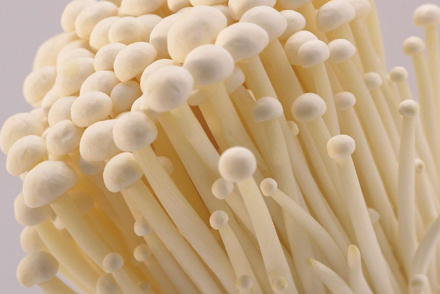 金针菇不含叶绿素,不具有光合作用,不能制造碳水化合物,但完全可在