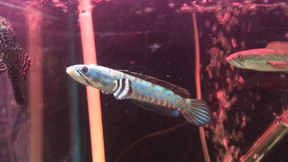 精品热带鱼 雷龙 食人鱼 虾虎鱼过年赶紧捡漏啦!