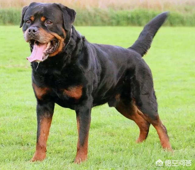 同等条件下"罗威纳"与"马犬"打斗,哪个犬种胜算更大?
