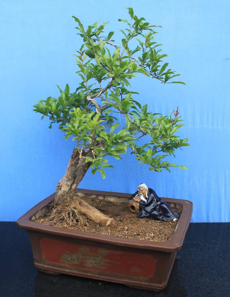 石榴盆景怎么养?记住"1点",长势好,开花多果子多,收获不错